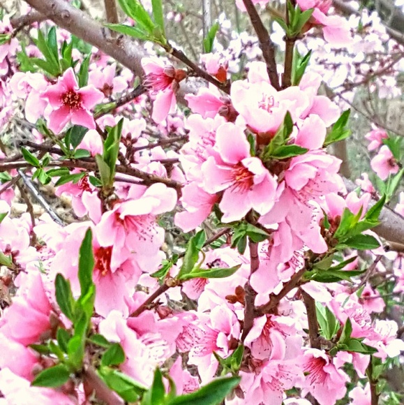 Meet your Posher, Magic - Picture 1 of 2